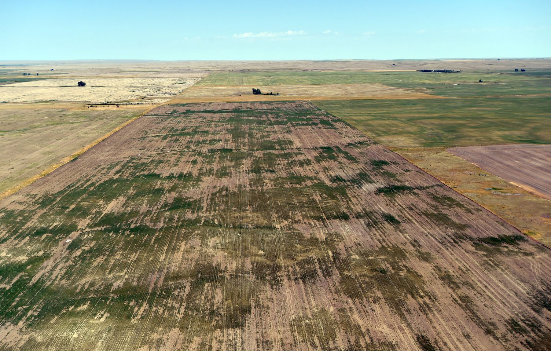 Drought wheat aerial